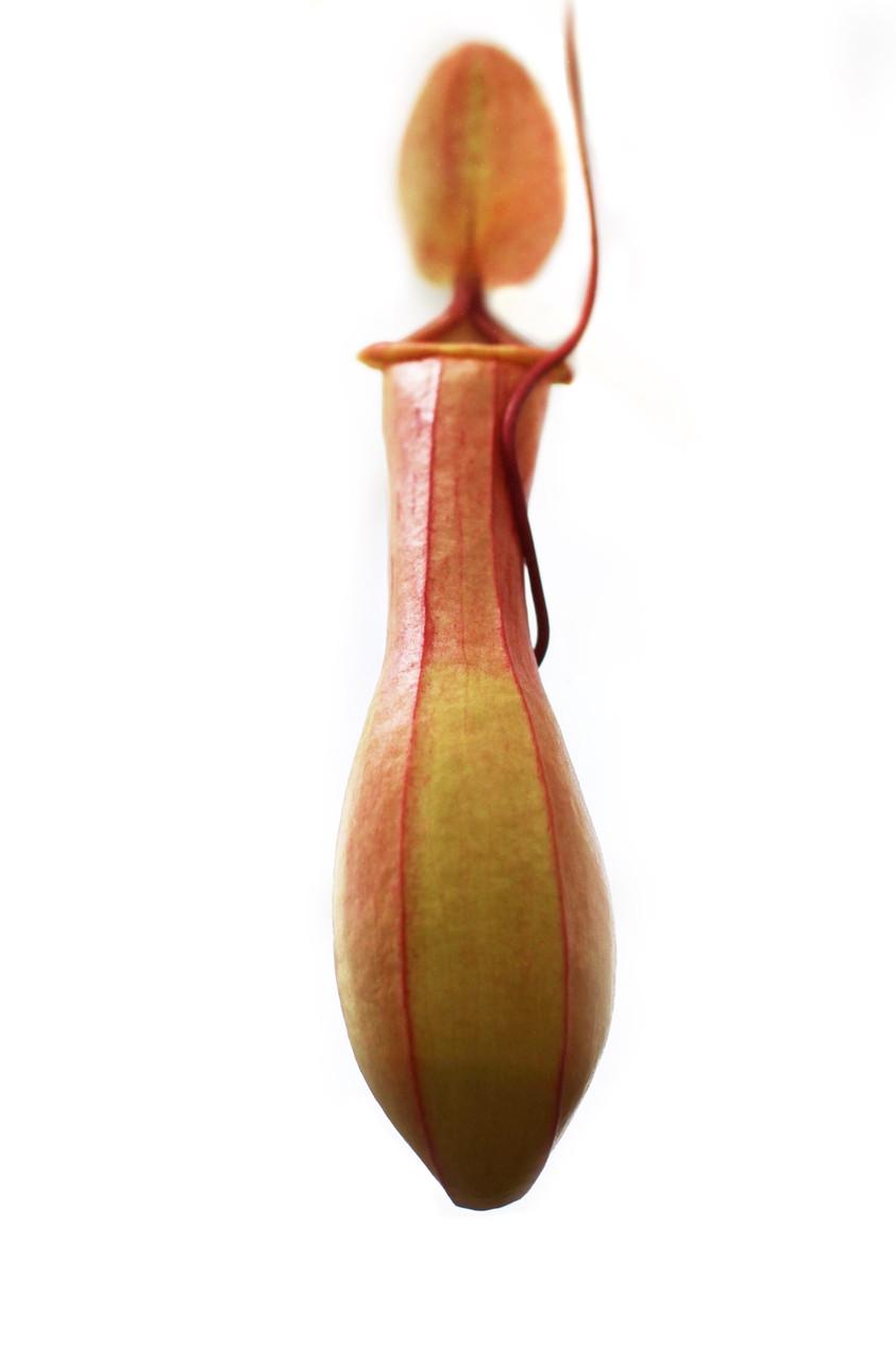 Растение хищник Непентес Салат AlienPlants Nepenthes Alata (SUN005CP) - фото 2