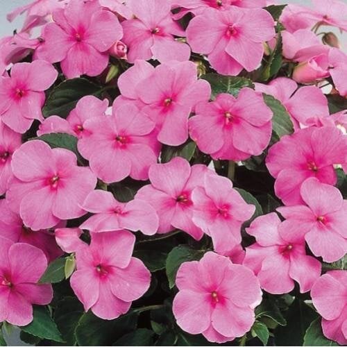 Семена цветов Бальзамин Balance Pink Hem Genetics 1000 шт. (BN09303)