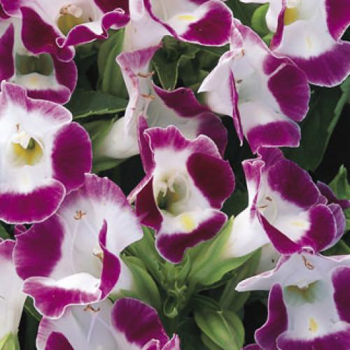 Семена цветов Syngenta Торения Фурнье Duchess Burgundy 25 шт. (BN07508-4)