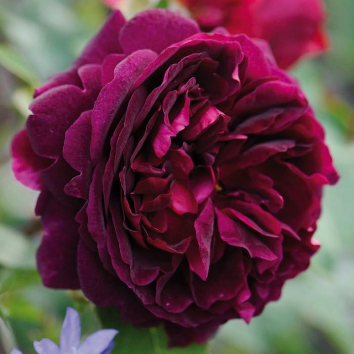 Роза английская Munstead Wood (2669431377)