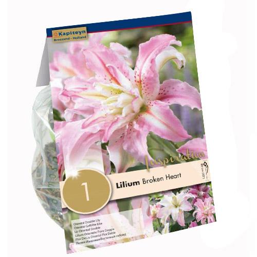Лилия Florium Broken Heart (13930)
