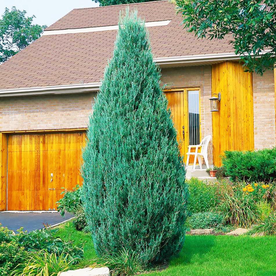 Саджанець ялівцю скельного Juniperus scopulorum Skyrocket Р9 (645167742) Саджанець ялівцю скельного Juniperus scopulorum Skyrocket Р9 (645167742)