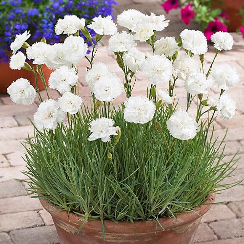 Гвоздика Florium Haytor (3904)
