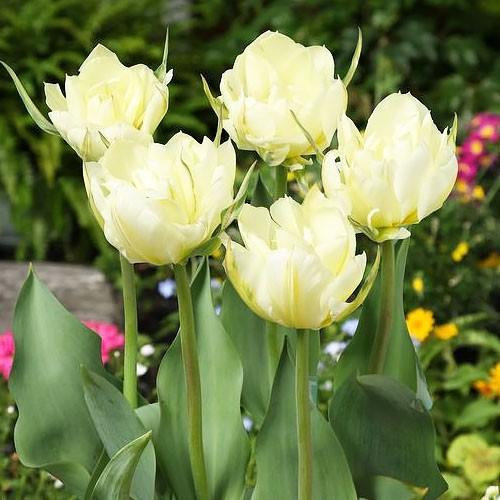 Тюльпан Florium White Valley 10 шт. (18534)