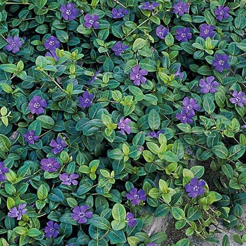 Барвинок Minor Florium (5898) - фото 2