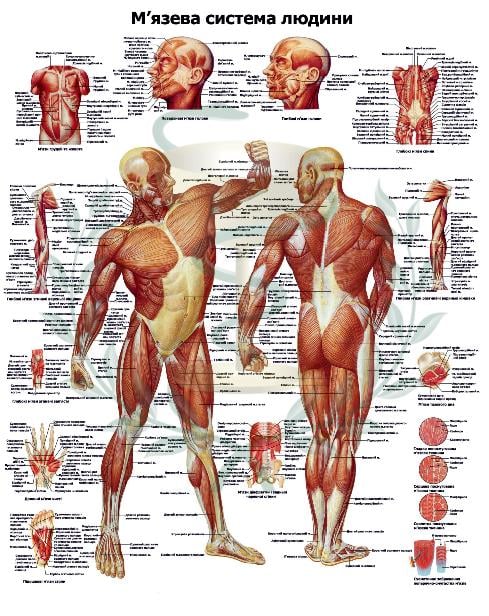 Анатомический плакат Мышечная система 67x86 см (0001)