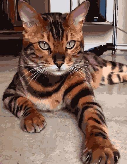 Картина по номерам Brushme Бенгальский кот 40х50 см (GX3801) Картина по номерам Brushme Бенгальский кот 40х50 см (GX3801)