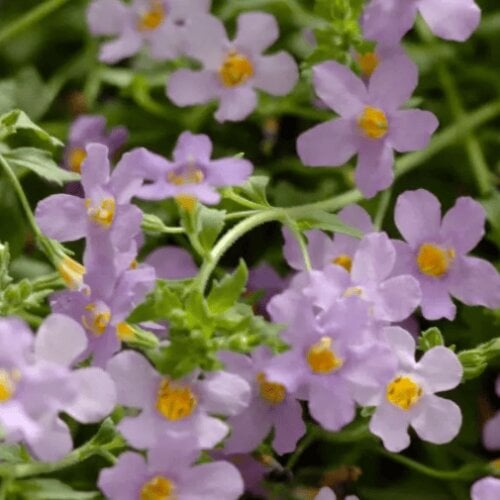 Семена цветов Бакопа BLUTOPIA BACOPA PanAmerican 25 шт. (BN00223-3)