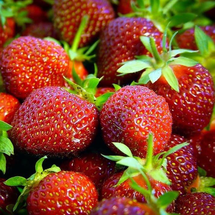 Саженец клубники Earley Glow – очень ранняя (1418016504)