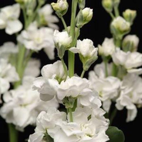 Семена цветов Левкой Матиола KATZ White PanAmerican 50 шт. (BN01538-3)