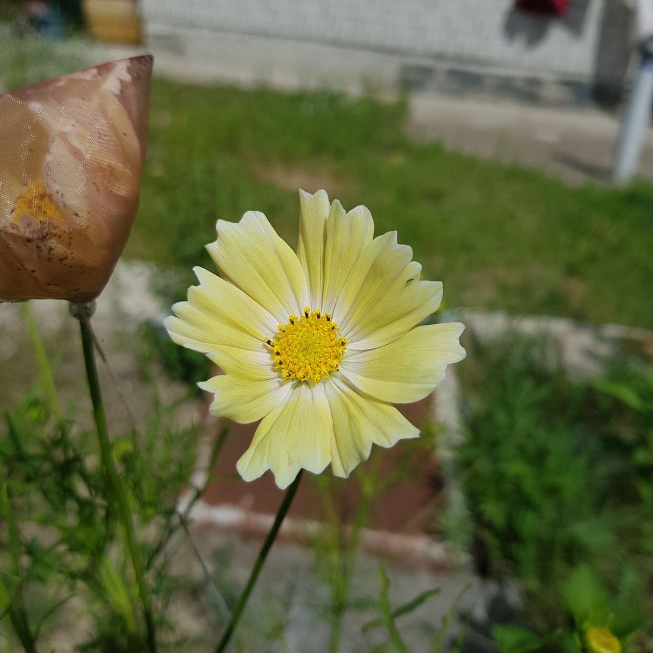 Семена цветов Космея Kiiro желтая 50 шт. (2894504641)