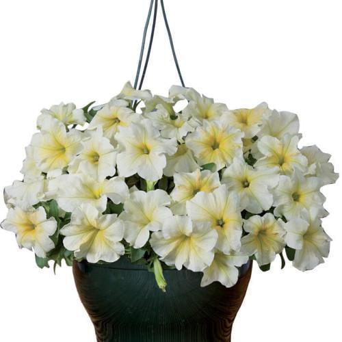 Семена цветов Farao Петуния ампельная Capri F1 Yellow 10 шт. (BN09034-4)
