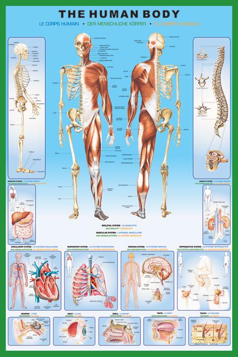 Постер плакат Тело Человека/The Human Body 61x91,5 см