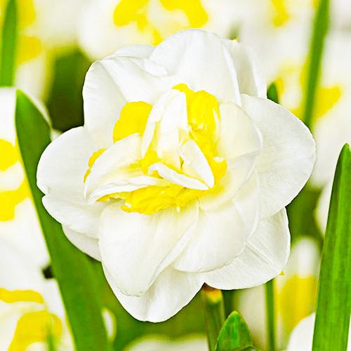 Нарцисс Florium Salou (15155)