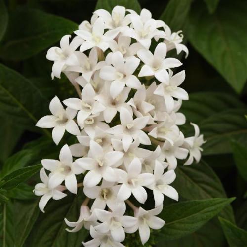Семена цветов PanAmerican Пентас ланцетовидный LUCKY STAR WHITE 25 шт. (BN08367-2)