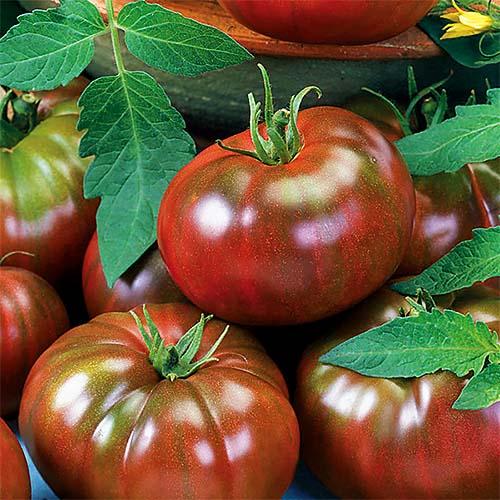 Семена Томат Florium Віагра (17280)