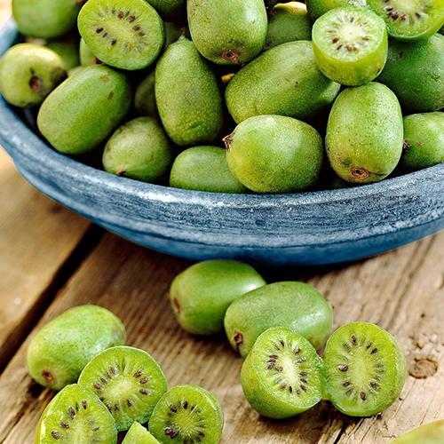 Актинидия Florium аргута Крупноплодная (13049)