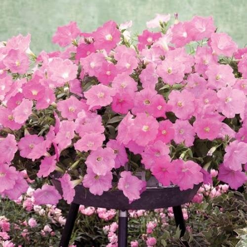 Насіння квітів Петунія ампельна Opera Supreme F1 Pink Takii seed 25 шт. (BN12508-3)