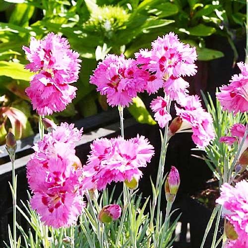 Гвоздика Florium Maggie (3906) - фото 3