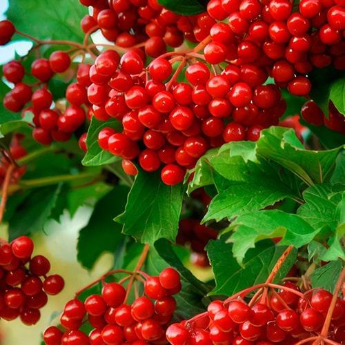 Саджанець Каліна Уляна ранній термін дозрівання (178687) Саджанець Каліна Уляна ранній термін дозрівання (178687)