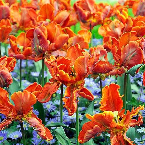 Тюльпан Florium Parrot Orange (19479)
