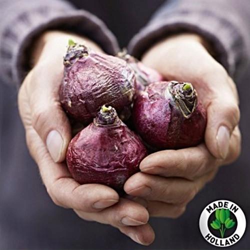 Гиацинт Florium Royal Navy 10 шт. (18544) - фото 2