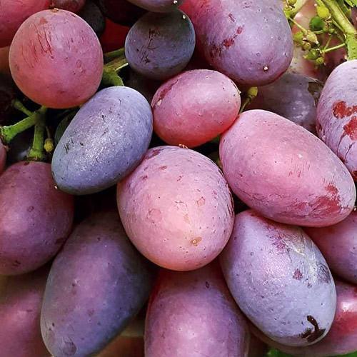 Сажанець Виноград Валенсія ранній сорт/шкірка тонка/м'якоть соковита (155282)