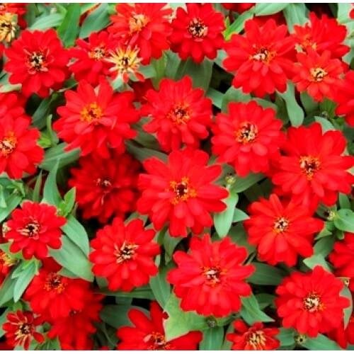 Семена цветов PanAmerican Циния Profusion Double 250 шт. Red (BN11872-2)