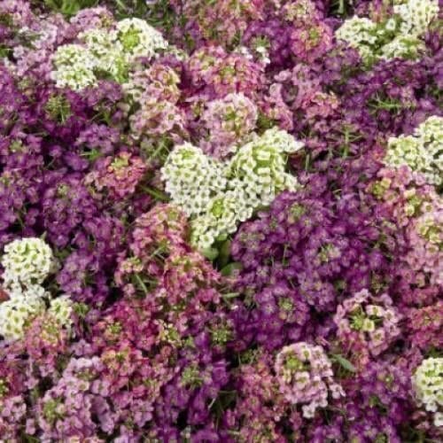 Семена цветов Алисум морской Wonderland Mix Benary 10 000 шт. (BN01487)