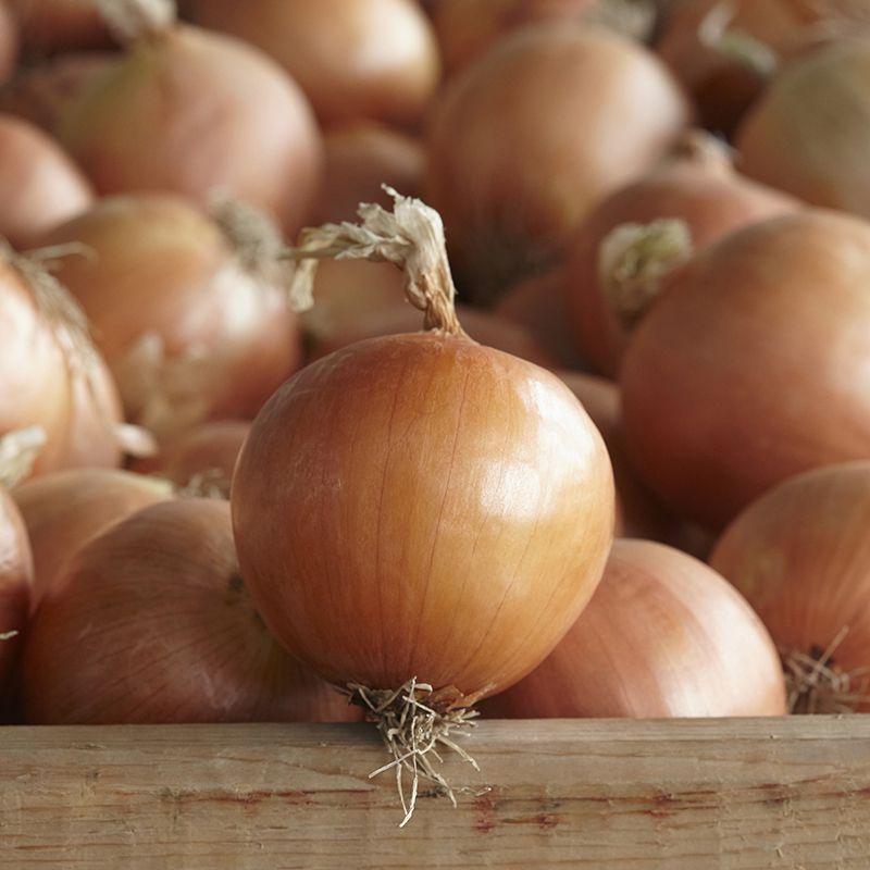 Семена Лук Репчатый Syngenta DISCO F1 50 000 шт. (2282024702)