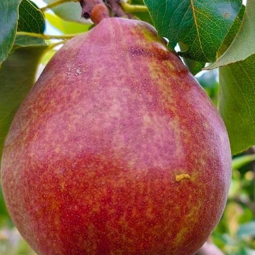 Сажанец Груша Свит Сенсейшн зимний сорт/средний срок созревания (184656) Сажанец Груша Свит Сенсейшн зимний сорт/средний срок созревания (184656)