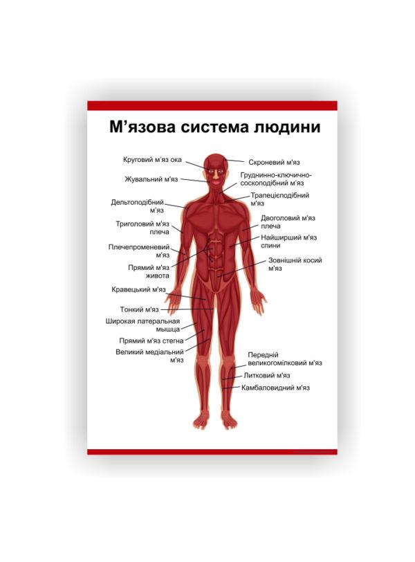 Плакат Vivay "Мышечная система" 118х84 см (25764448)