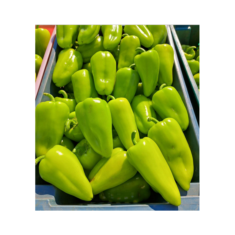 Перец сладкий Syngenta PIROUET F1 500 шт. (2289655207)