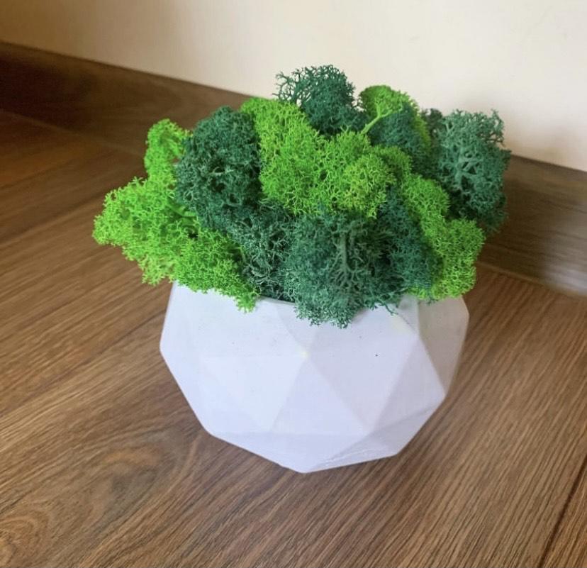 Кашпо со стабилизированным мхом 8х10,5 см Белый (12048600)