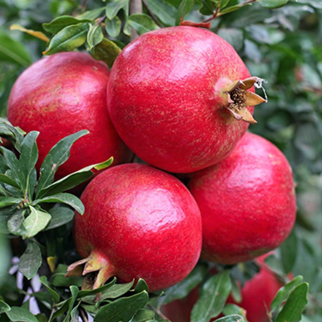 Саженец граната Лод-Жуар среднего срока зимостойкий Р9 (1546287936)