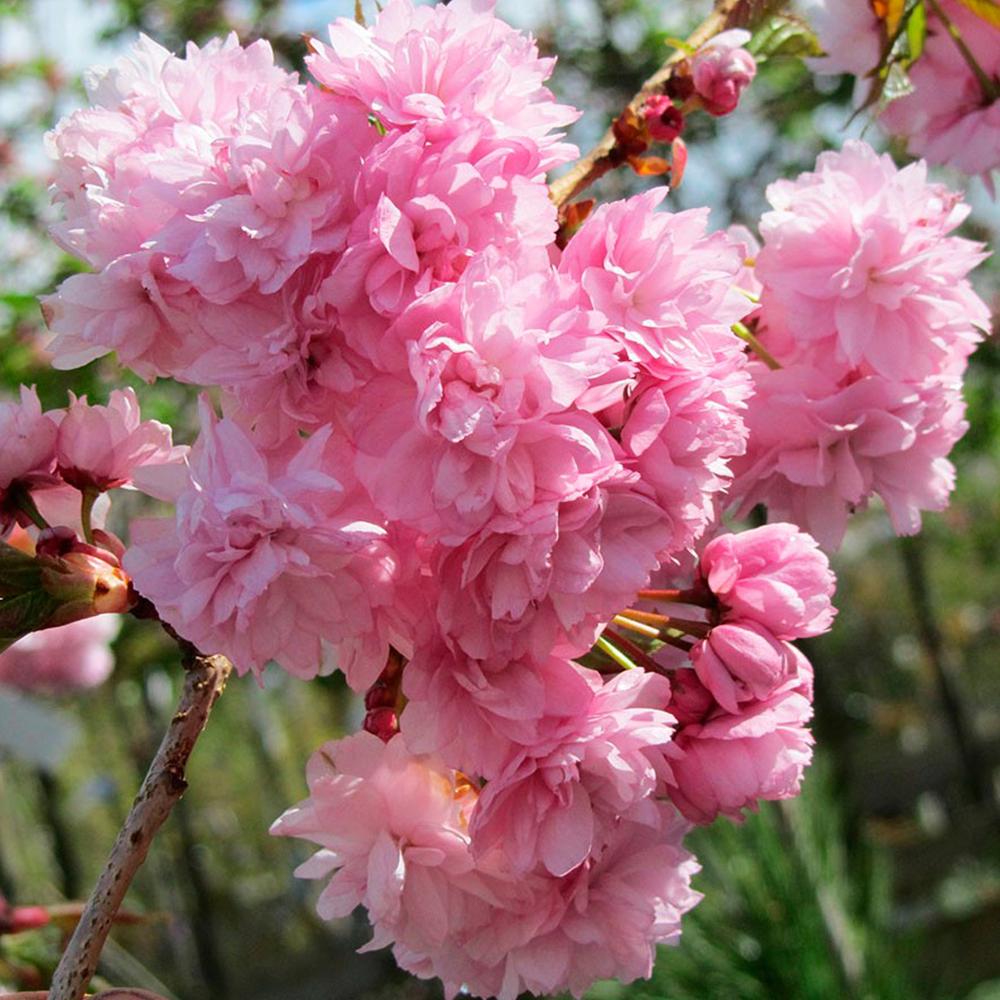 Саженец сакуры на штамбе Кику Шидаре (14965184)