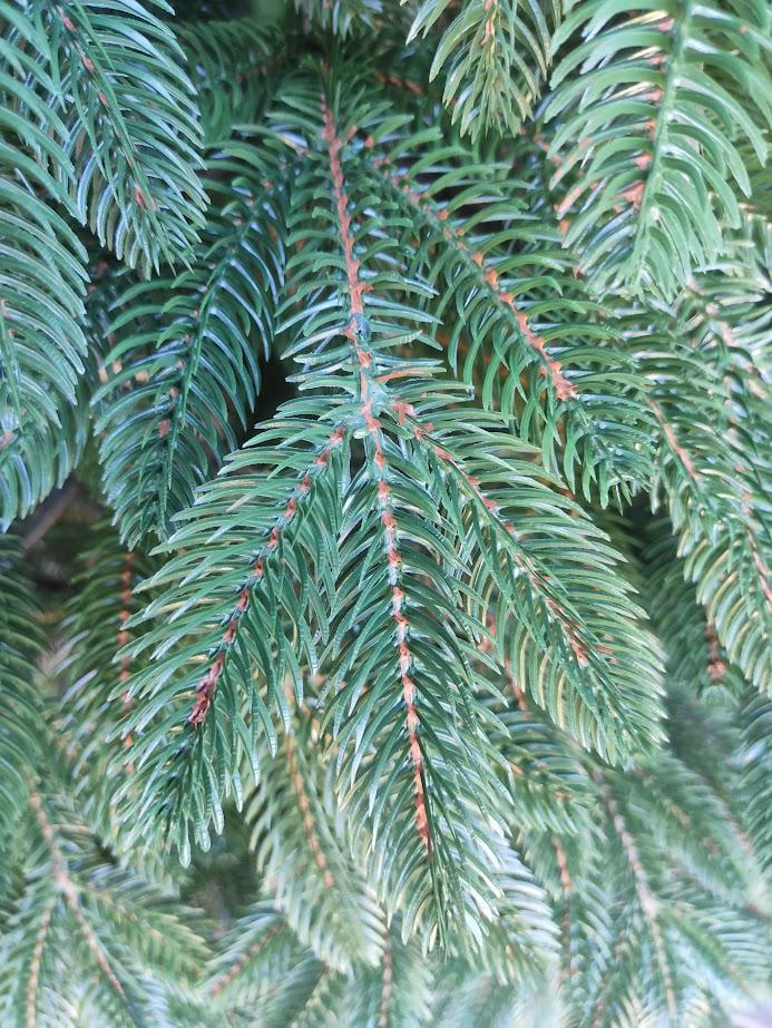 Штучна ялинка Швейцарська 1,50 м 15 рядів з підставкою Зелений (YLN3317) - фото 3 Штучна ялинка Швейцарська 1,50 м 15 рядів з підставкою Зелений (YLN3317) - фото 3