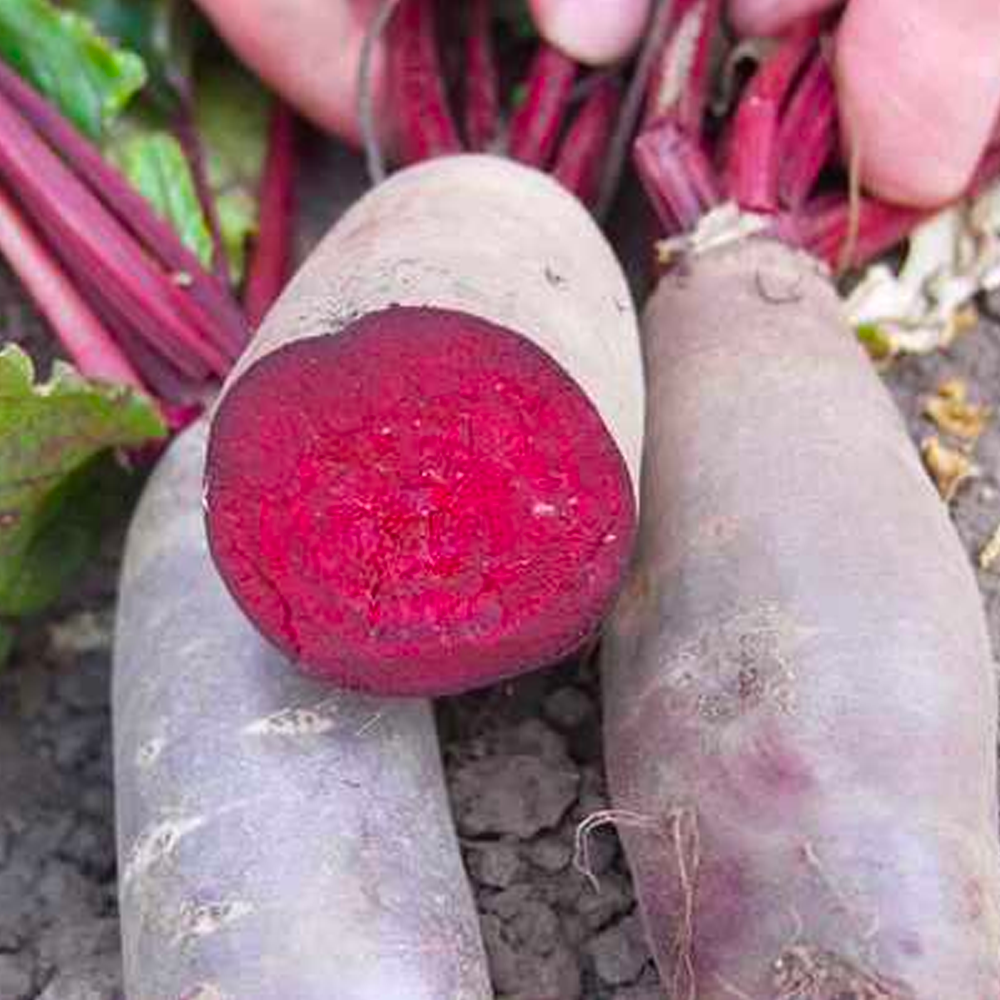 Семена Cultiva Столовая свекла Таунус F1 200 шт. (00128) - фото 2 Семена Cultiva Столовая свекла Таунус F1 200 шт. (00128) - фото 2