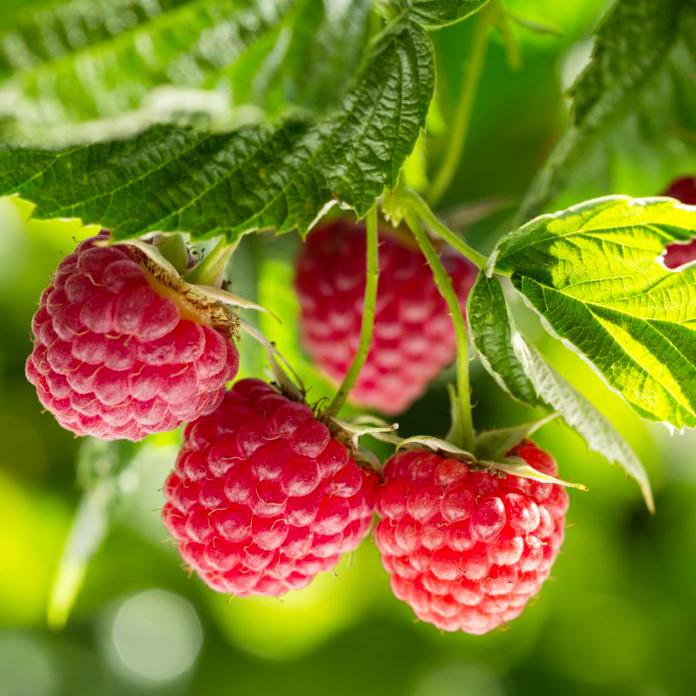 Саженец малины ремонтантной (885179908)