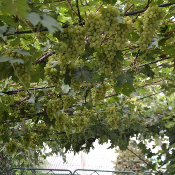 Набор для обработки винограда Семейный Сад на 10 л воды защита от болезней и клеща