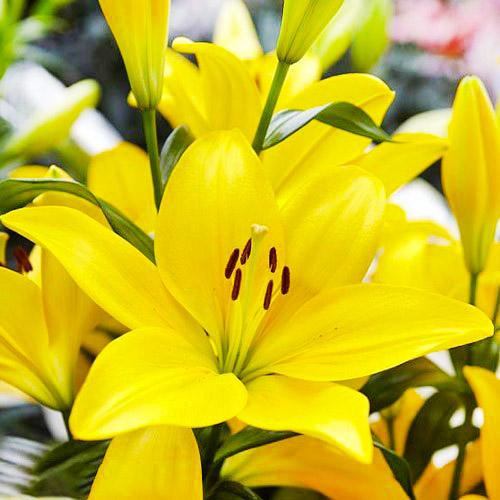 Лилия El Divo Florium