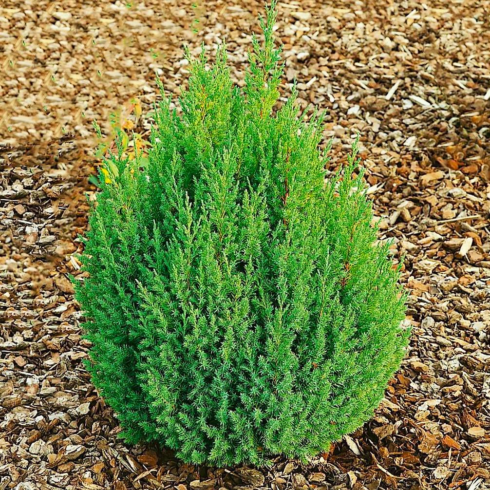 Саджанець ялівцю китайського Juniperus chinensis Stricta Р9 (644889787) Саджанець ялівцю китайського Juniperus chinensis Stricta Р9 (644889787)