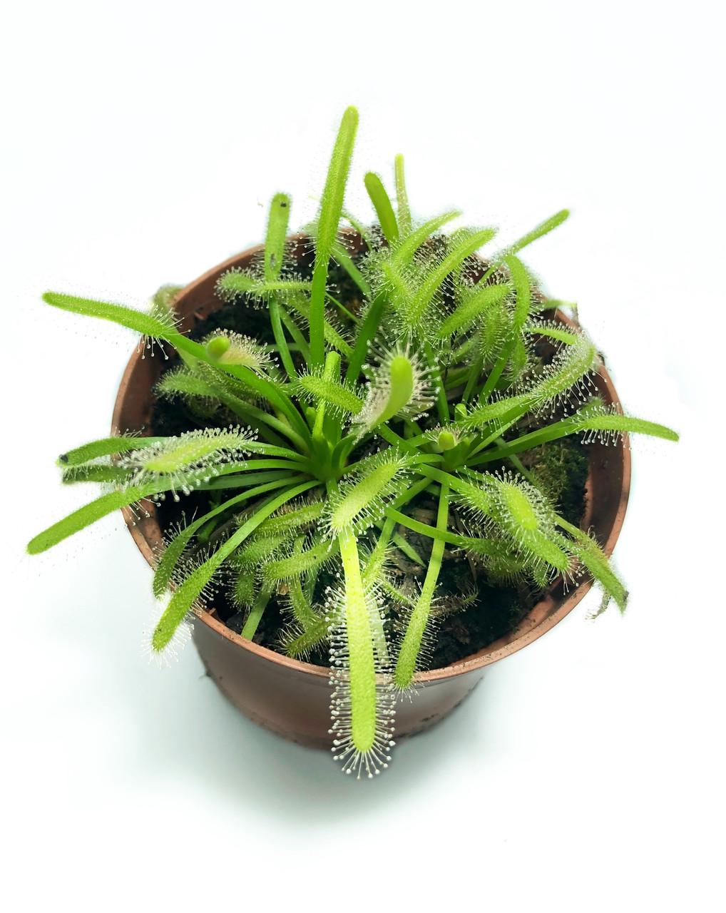 Рослина хижак росичка Капська AlienPlants Drosera Capensis (SUN0011CP)