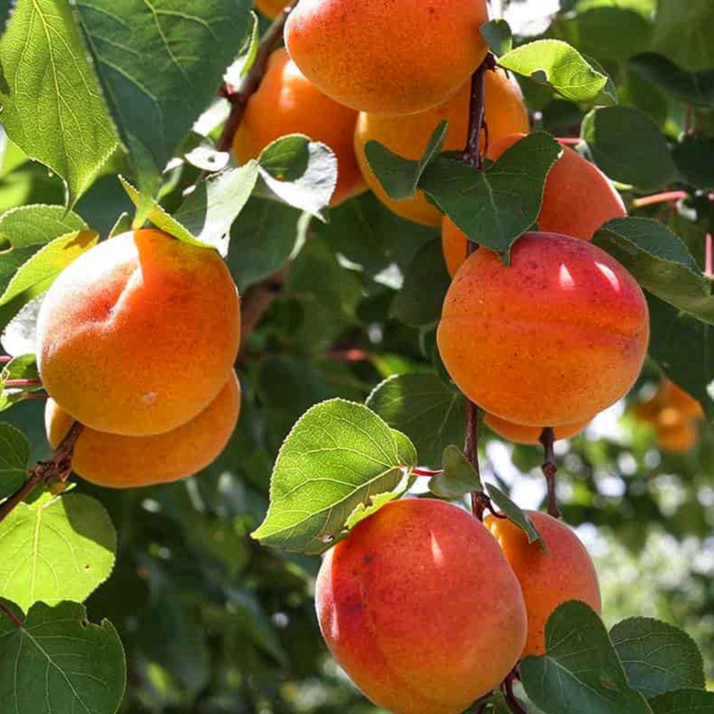 Саженец абрикоса Киевский Ранний 1-летний (14964986)