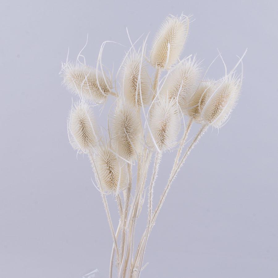 Сухоцвет чертополох Cardi Palustri Белый (3042-3)