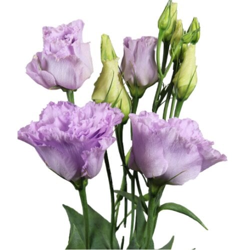 Семена цветов Эустома Лизиантус Alissa Sakata 2 Lavender Sakata 50 шт. (BN12372-3)