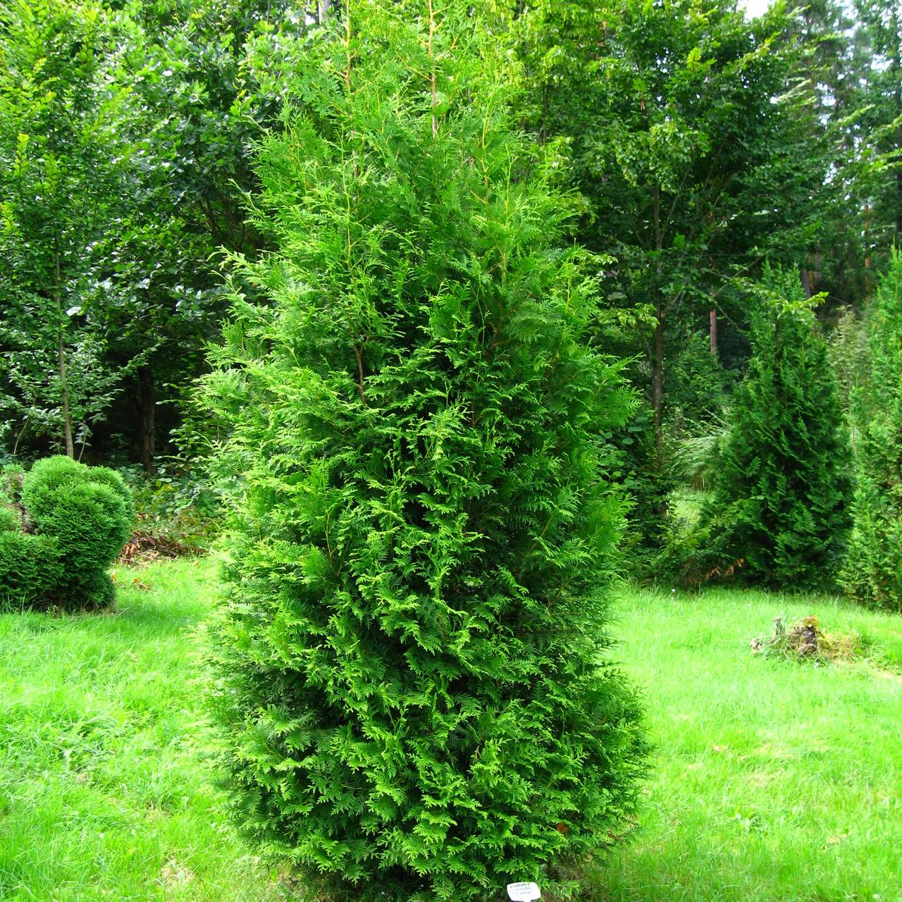 Саджанець туї західної Thuja occidentalis Brabant Р9 (645202433)