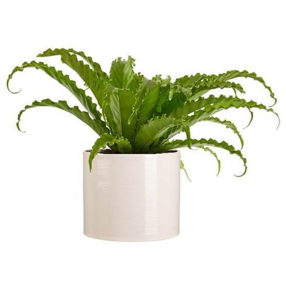 Кашпо Scheurich Inspiration 14 см Кремовий (53750) - фото 2 Кашпо Scheurich Inspiration 14 см Кремовий (53750) - фото 2