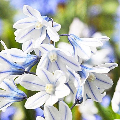 Пушкиния FloriumLibanotica (3745)