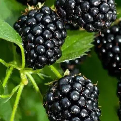 Сажанець Ожина Victoria високоврожайний дуже солодкий сорт ранній термін дозрівання (181512)